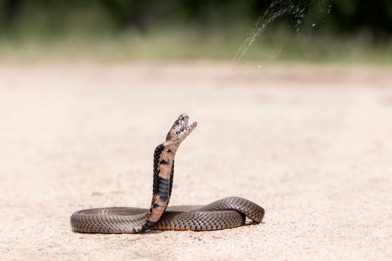 Plivající kobra mosambická má dokonalou mušku