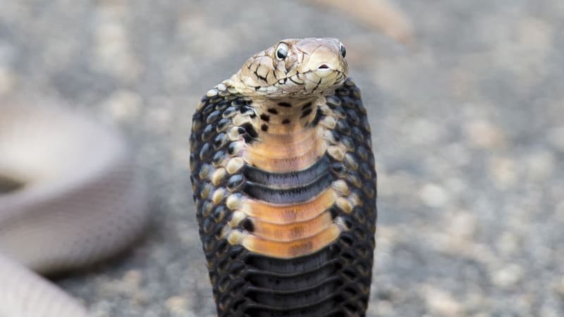 Smrtonosná kobra se nezalekne ani ohromné přesily. Podívejte se, jak jí naplive do očí