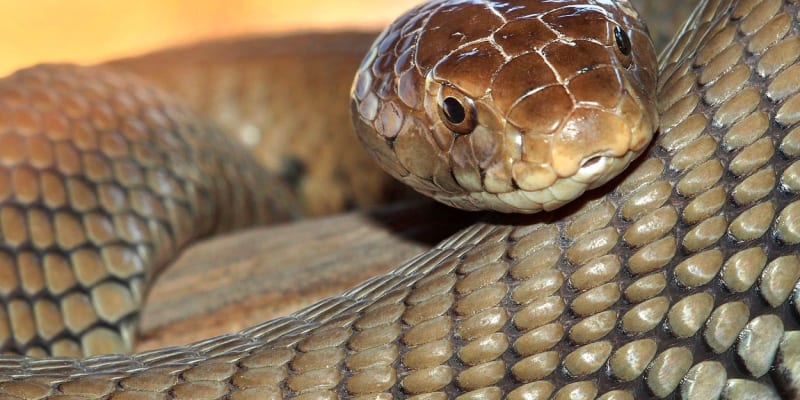 Kobra mosambická je rozšířený had Afriky