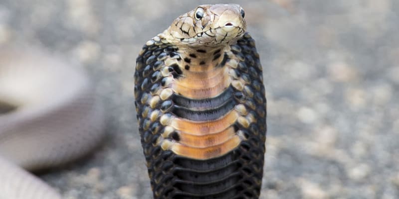 Kobra mosambická umí zkušeně plivat