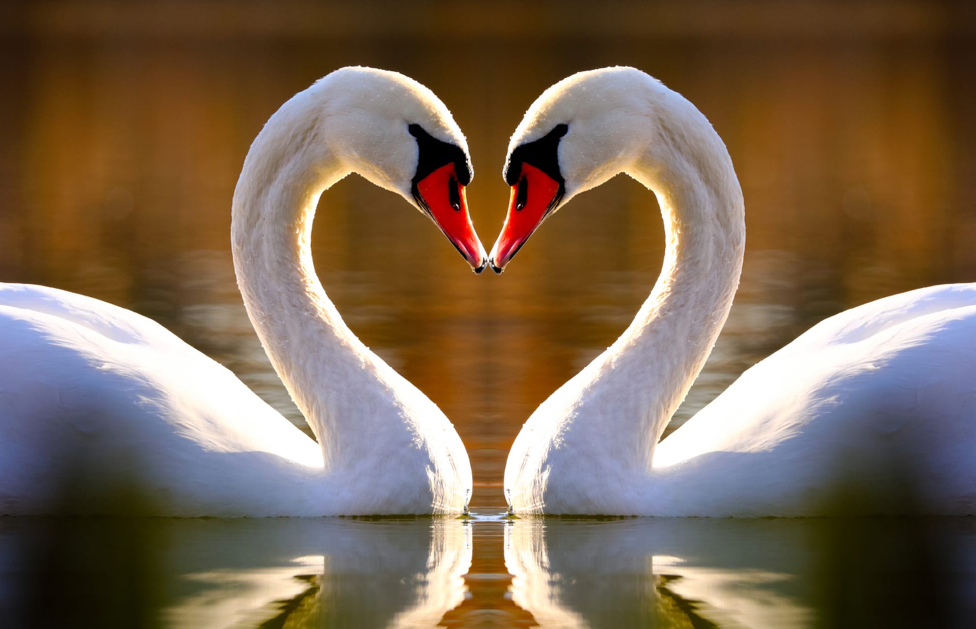 Někomu tvar srdce připomíná dvě labutě.