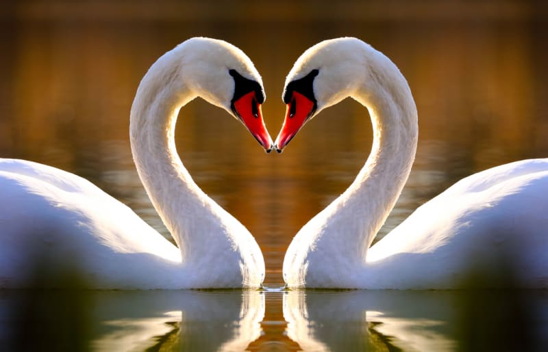 Někomu tvar srdce připomíná dvě labutě.