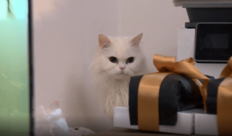 Roztomilá bílá kočička