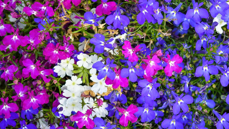 Lobelka kvete od května do října v paletě odstínů modré, fialové, červené a bílé. Chcete-li vypěstovat vlastní lobelky ze semen, v únoru je ideální doba pro výsev, protože dlouho klíčí.
