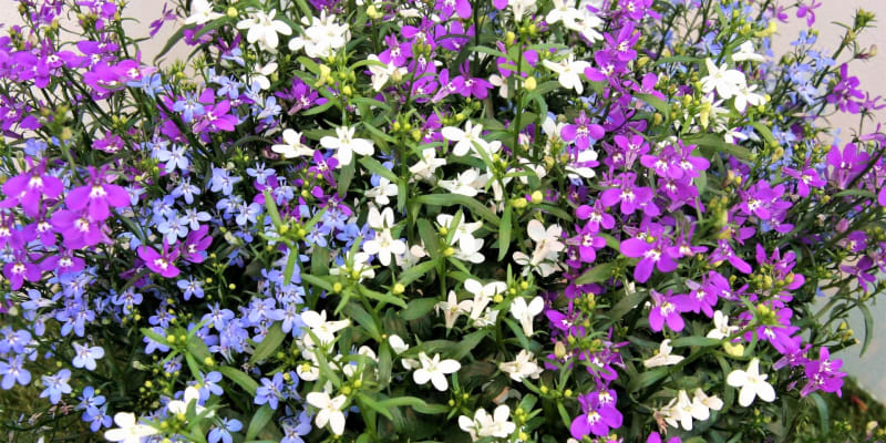  Lobelka kvete od května do října v paletě odstínů modré, fialové, červené a bílé. Chcete-li vypěstovat vlastní lobelky ze semen, v únoru je ideální doba pro výsev, protože dlouho klíčí.
