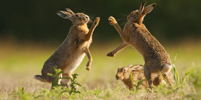 Boxující zajíci jsou také znamením jara.