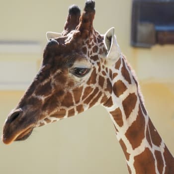 Žirafa (ilustrační snímek)