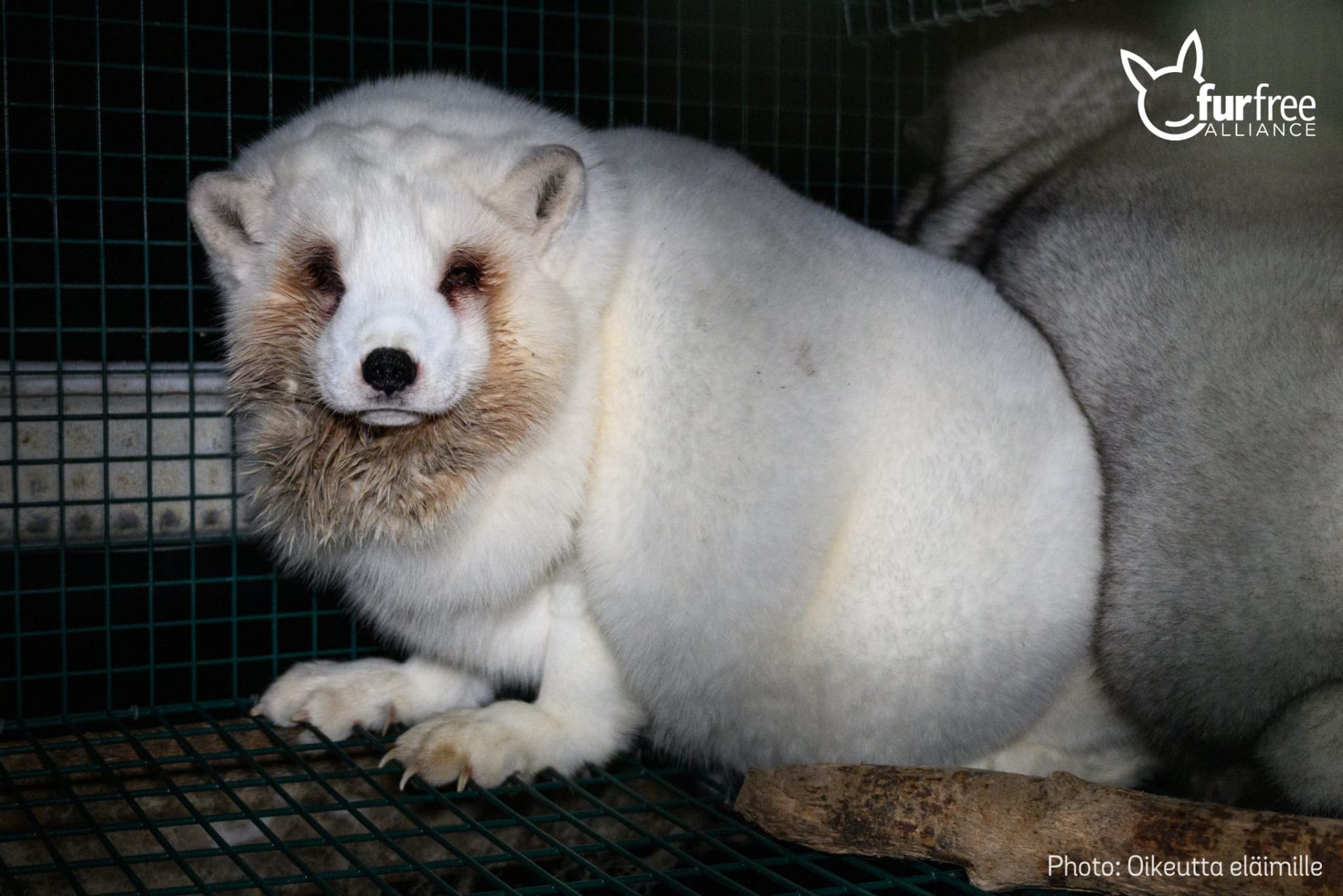 Kožešinová farma ve Finsku  obézní liška