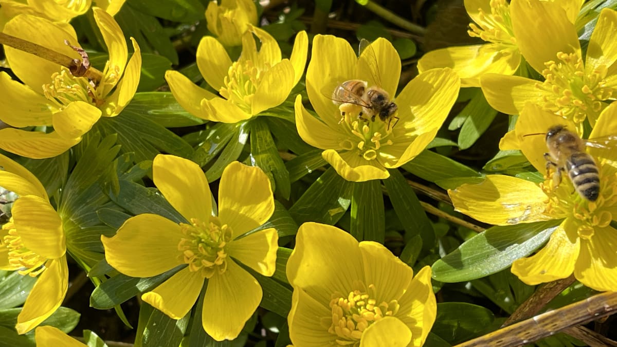 Zářivě žluté květy talovínů