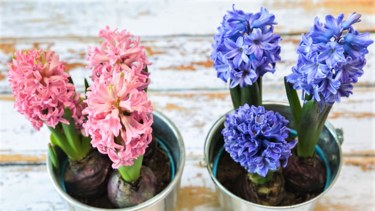 Hyacinty: Jak napravit chyby, které děláme při domácím pěstování