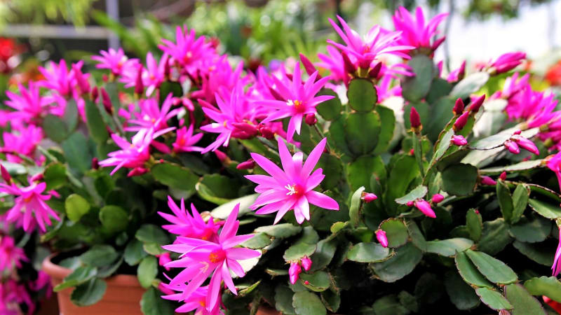 Velikonoční kaktus je typickou na jaře kvetoucí pokojovou rostlinou. Pokud ji příliš nerozmazlujeme, kolem Velikonoc nás potěší spoustou červených, růžových, růžovofialových nebo i bílých květů připomínajících hvězdičky. 