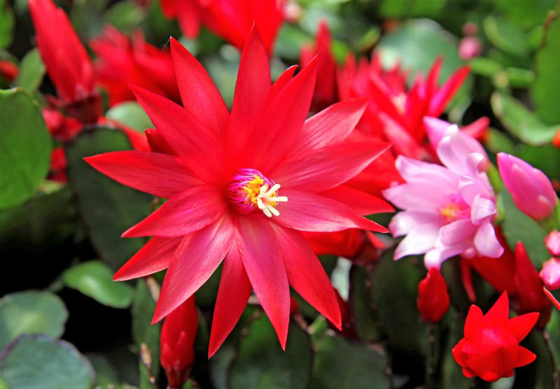 Velikonoční kaktus má velmi půvabné květy připomínající hvězdičky či netradiční zvonky. Na starších rostlinách je jich každoročně při správné péči o rostlinu velké množství. Květy mají špičaté okvětní lístky, nejčastěji růžové, červené, nebo jemně fialové. 