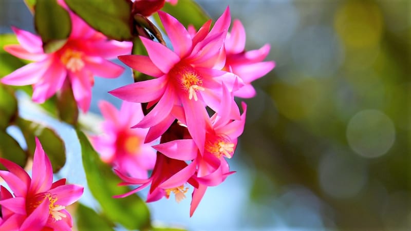 Velikonoční kaktus kvete na jaře zhruba od března do června půvabnými paprsčitými květy, které mají špičaté okvětní lístky, nejčastěji jsou růžové, červené, nebo jemně fialové.
