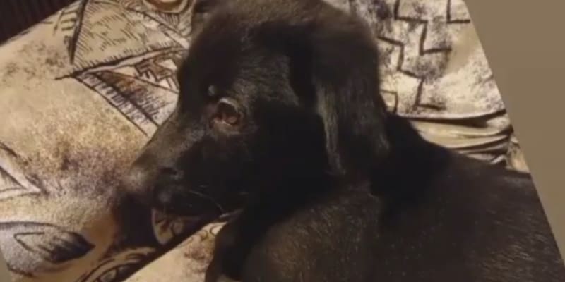 Muž na Českolipsku utýral psa k smrti.