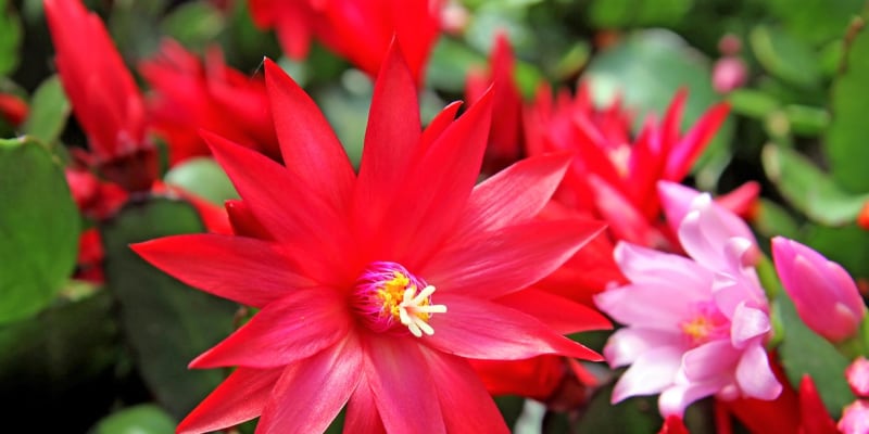 Velikonoční kaktus má velmi půvabné květy připomínající hvězdičky či netradiční zvonky. Na starších rostlinách je jich každoročně při správné péči o rostlinu velké množství. Květy mají špičaté okvětní lístky, nejčastěji růžové, červené, nebo jemně fialové. 