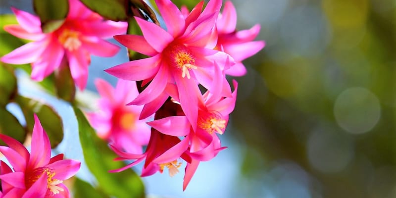 Velikonoční kaktus kvete na jaře zhruba od března do června půvabnými paprsčitými květy, které mají špičaté okvětní lístky, nejčastěji jsou růžové, červené, nebo jemně fialové.