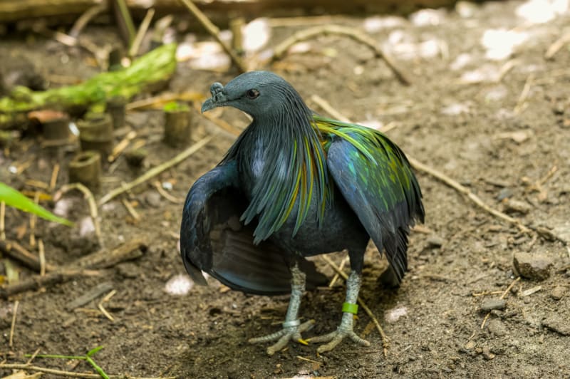 Nejbližšího žijícího příbuzného ptáka dodo, holuba nikobarského, najdete i v několika českých zoo 