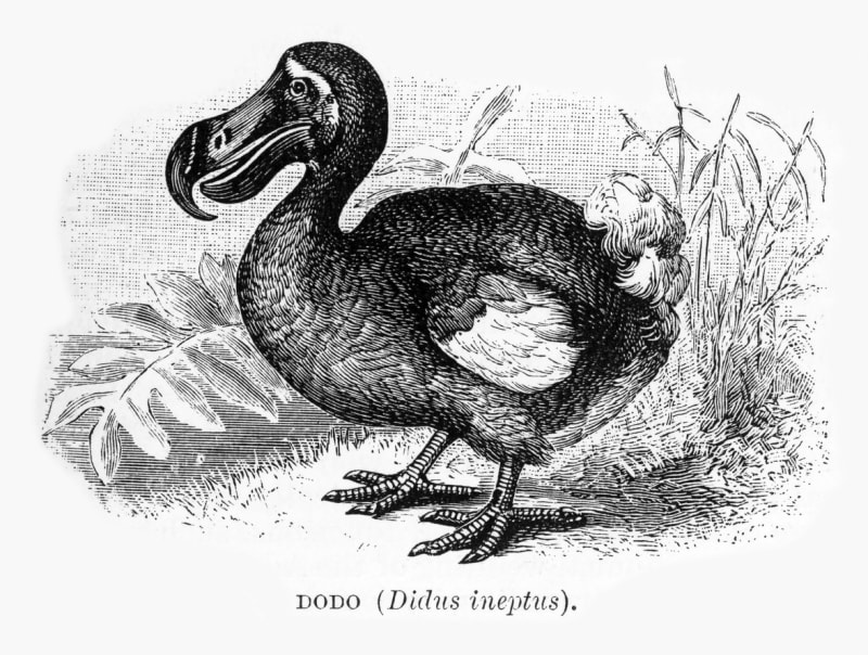 Dronte mauricijský neboli blboun nejapný či dodo