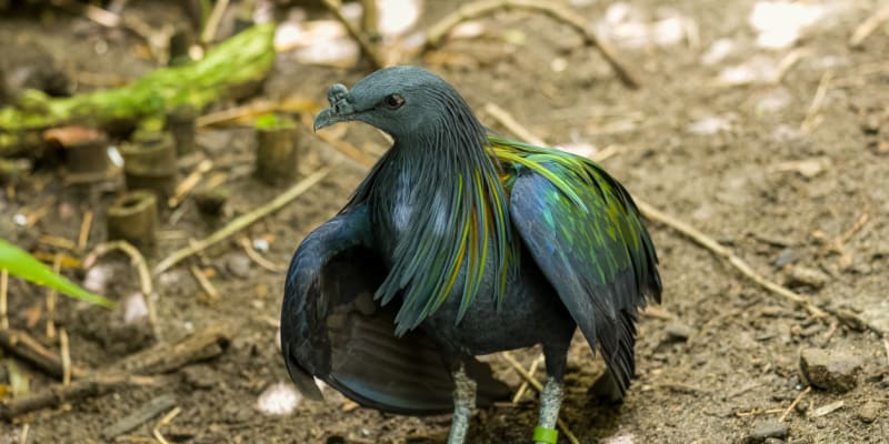Nejbližšího žijícího příbuzného ptáka dodo, holuba nikobarského, najdete i v několika českých zoo 
