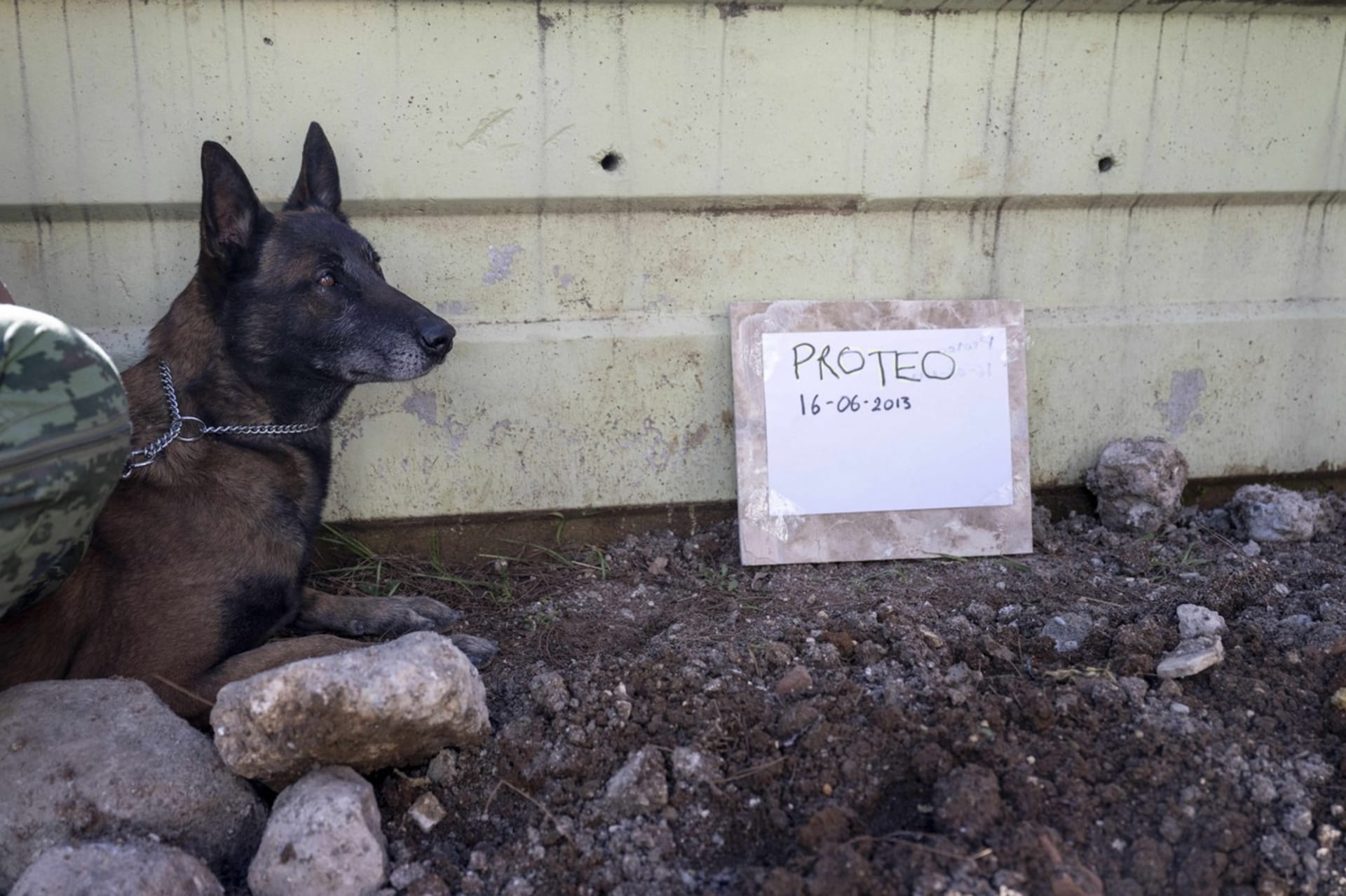 Pes Proteo zemřel při záchranné misi po zemětřesení v Turecku.