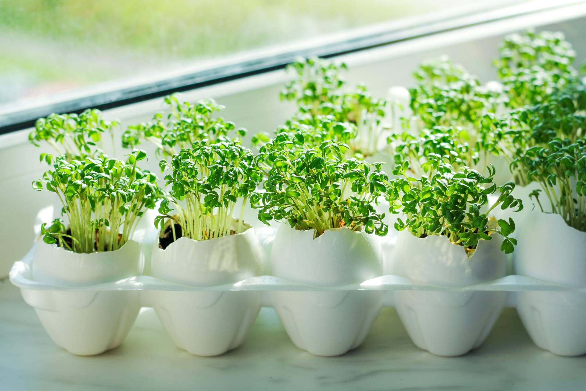 Malé rostlinky můžete vypěstovat i ve skořápkách