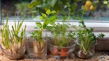 Jak rychle a levně vypěstovat čerstvé vitaminy z odřezků kořenové zeleniny, cibule i česneku 