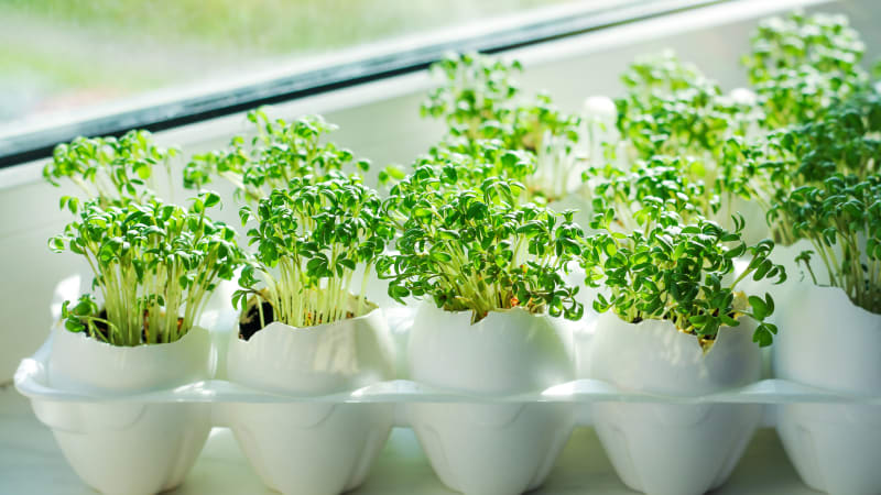 Pěstování zelených lístků je stále hitem zdravé výživy aneb Jak si vypěstovat microgreens