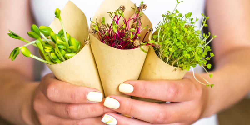 Zdravé rostlinky můžete darovat i jako milou pozornost