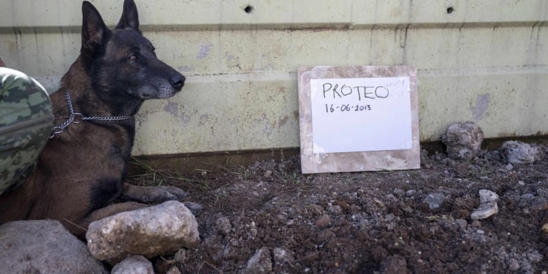 Pes Proteo zemřel při záchranné misi po zemětřesení v Turecku.