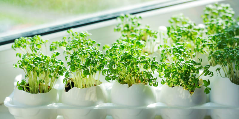 Malé rostlinky můžete vypěstovat i ve skořápkách