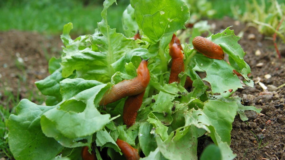 Slimáci si na listové zelenině pochutnávají až do její úplné likvidace