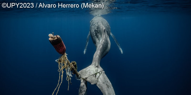 "Beznadějný"  - vítězný snímek v kategorii Zachraňte naše oceány 