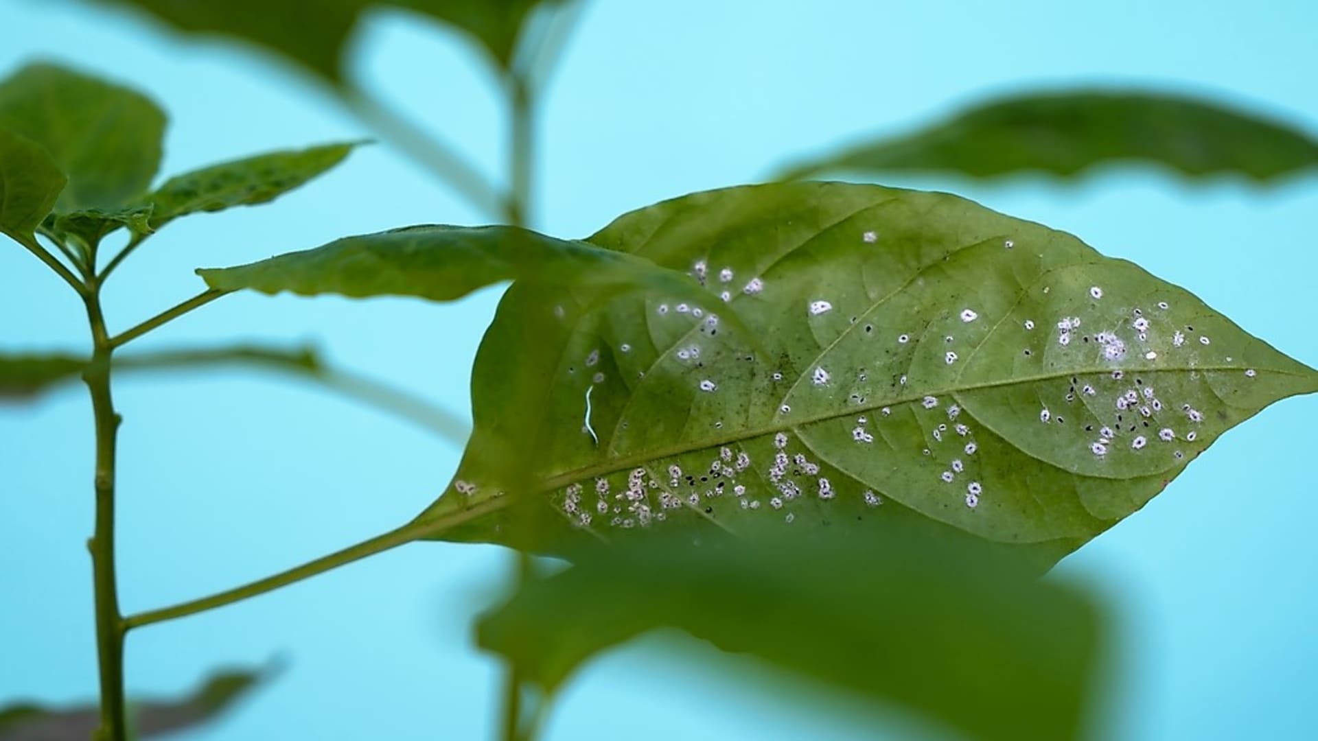 Nenápadná vajíčka nebo larvy přisáté na spodní straně listů si snadno můžete domů přinést třeba s nově koupenou rostlinou.