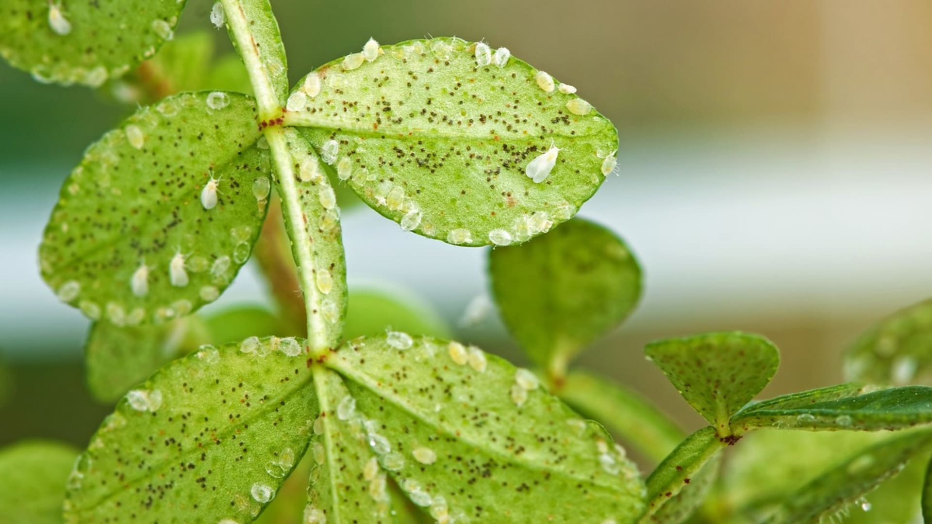 Molice, drobné bílé mušky skrývající se nejčastěji na spodní straně listů, patří k nejotravnějším a nejčastěji se vyskytujícím škůdcům na pokojových rostlinách.