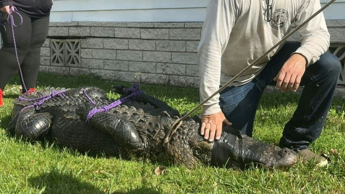 Chcete-li potkat aligátora, zamiřte na Floridu. Tam se vám přání může lehce splnit.