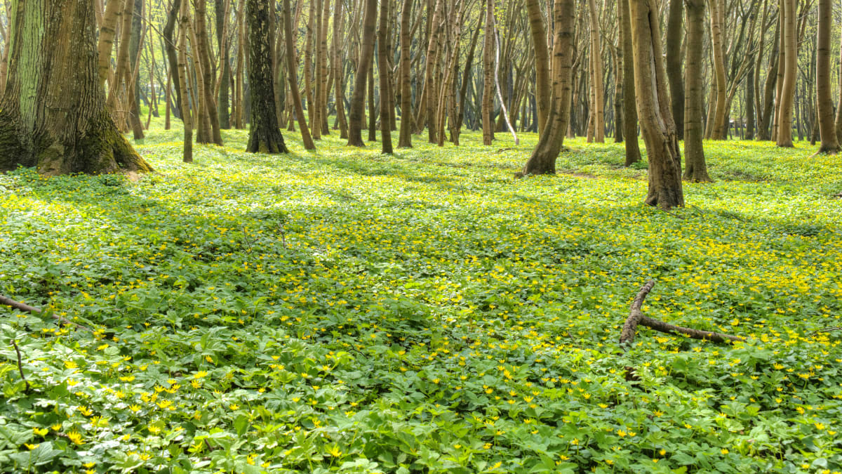 Orsej jarní (najdete často ve světlých listnatých lesích
