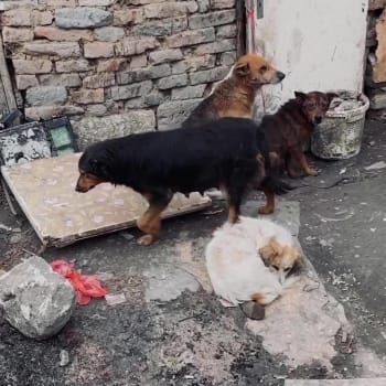 Psi v osadách po celém Slovensku žijí v krutých podmínkách