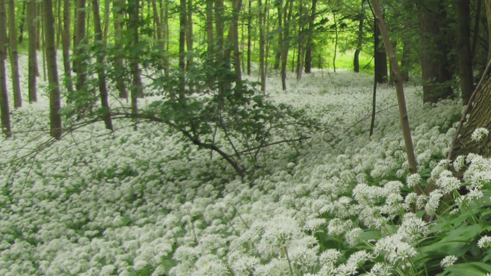 Na Litovelsku díky vysokým teplotám rozkvetl sněženkový les.