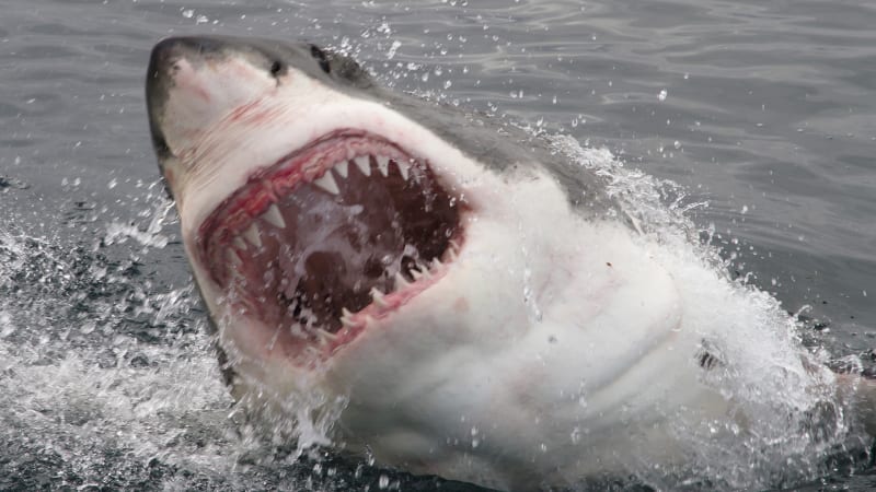 Nové fotky žraloků odhalily chirurgické superschopnosti. Takhle vypadá dokonalá regenerace