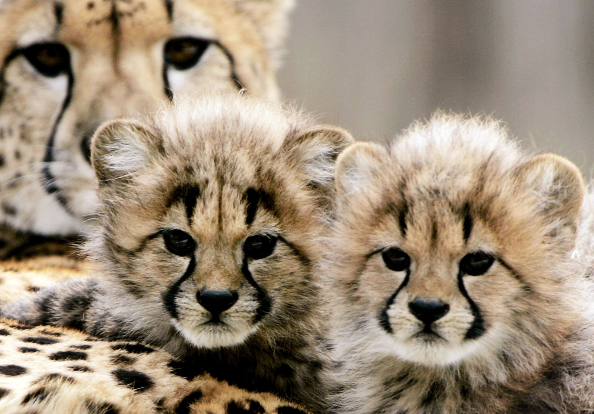Ústecká zoo přišla o obě mláďata geparda štíhlého.