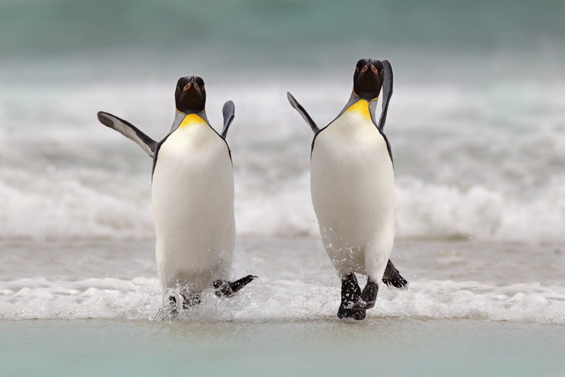 Dnešní tučňáci na nikoho děsivě nepůsobí, s tím prehistorickým byste si ale mohli hledět z oka do oka 