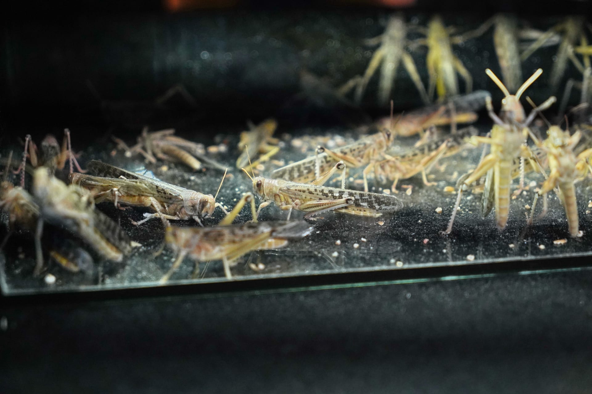 Také kobylky byly v jednom z akvárií.