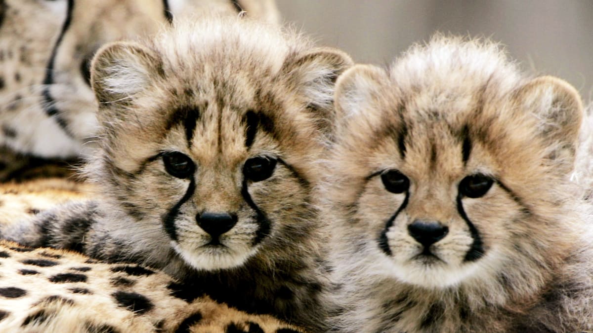 Ústecká zoo přišla o obě mláďata geparda štíhlého.