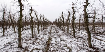 Do Česka se žene tuhá zima. Zahrádkářům a pěstitelům hrozí ztráta významné části úrody