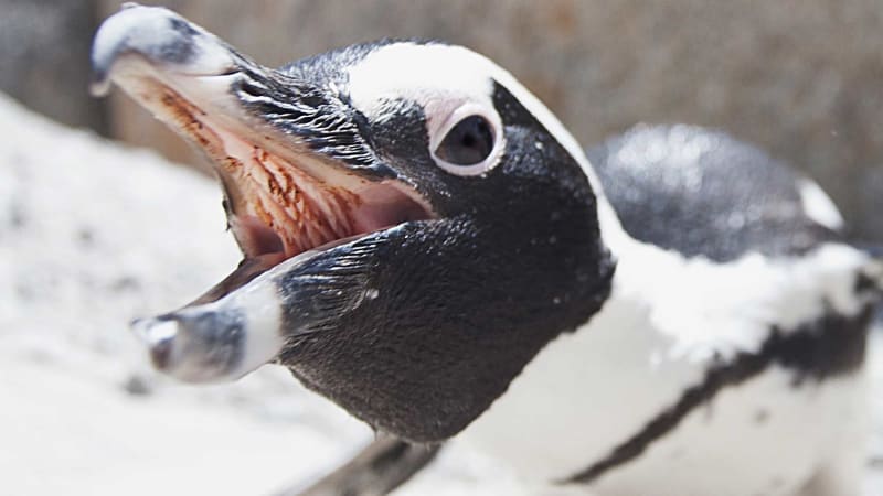 Tučňáci umí být pěkně agresivní