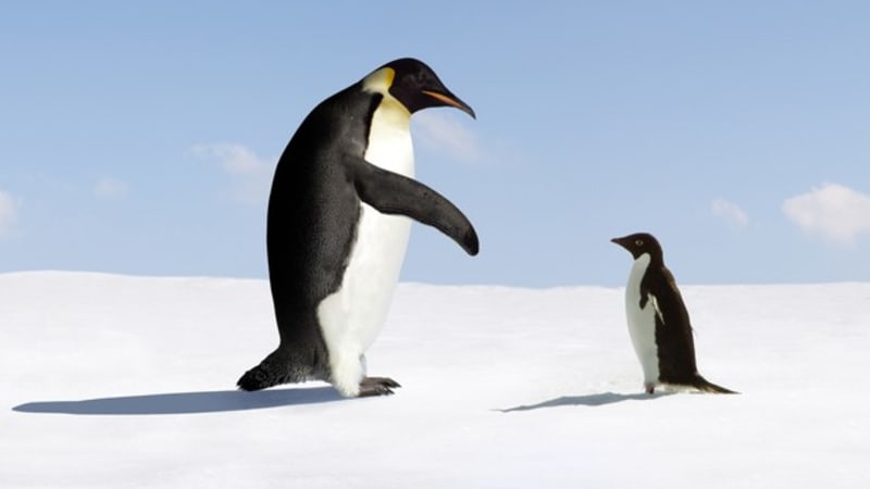 Některé druhy tučňáků jsou poměrně velké i dnes 