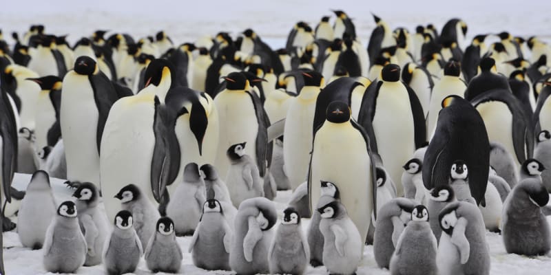Nevětší žijící tučňák - tučňák císařský 