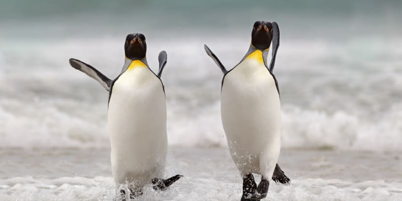 Dnešní tučňáci na nikoho děsivě nepůsobí, s tím prehistorickým byste si ale mohli hledět z oka do oka 