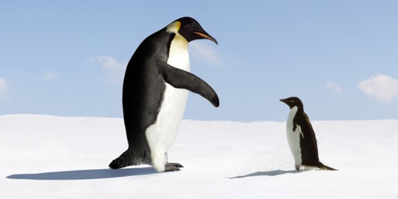 Některé druhy tučňáků jsou poměrně velké i dnes 