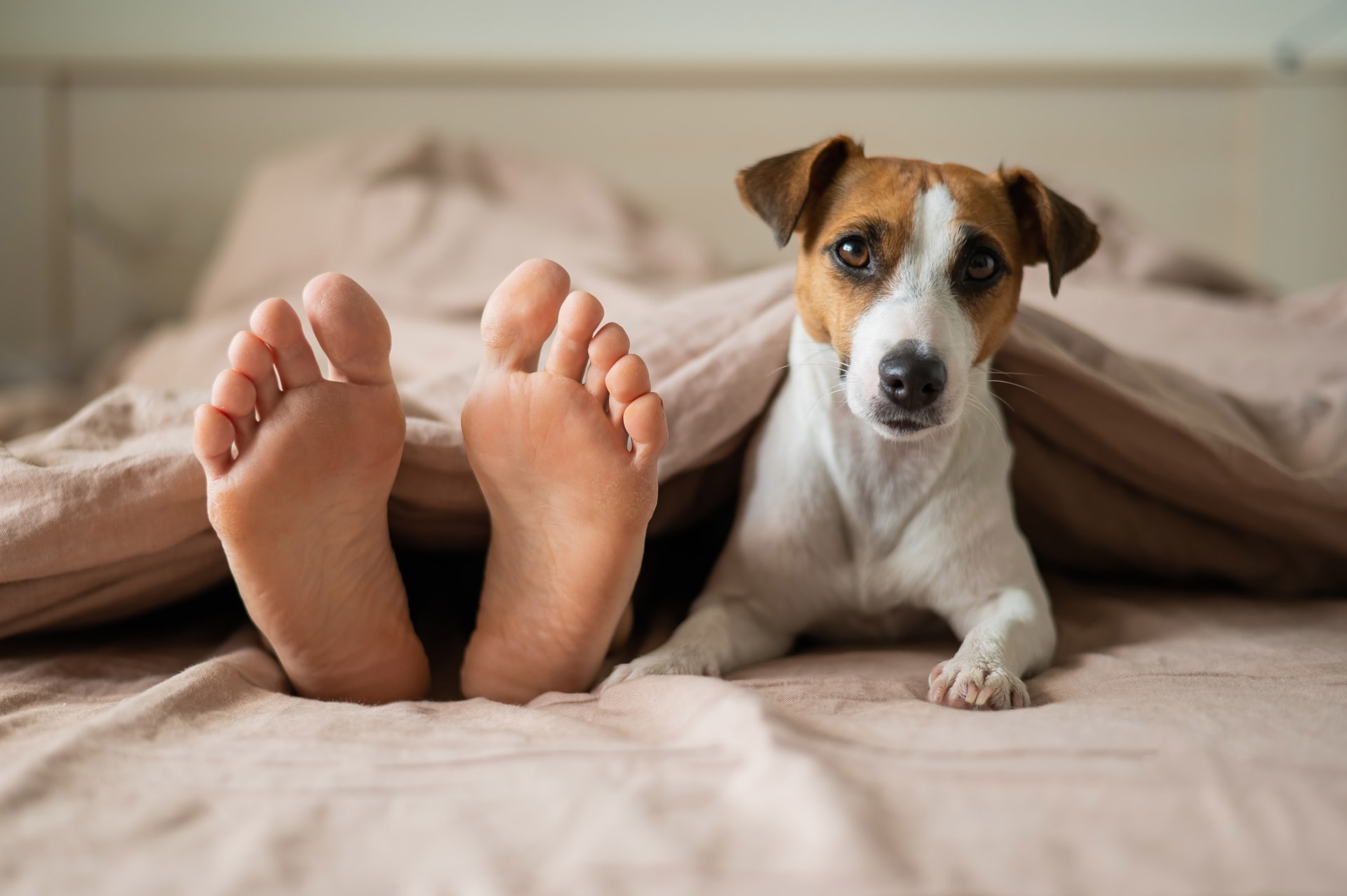 Patří pes do boudy na zahradu, nebo do postele? Máme pro vás seznam pro a proti!